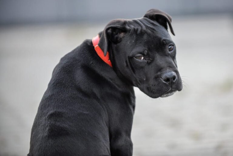 The Ultimate Guide to Pitbulls: Everything You Need to Know
