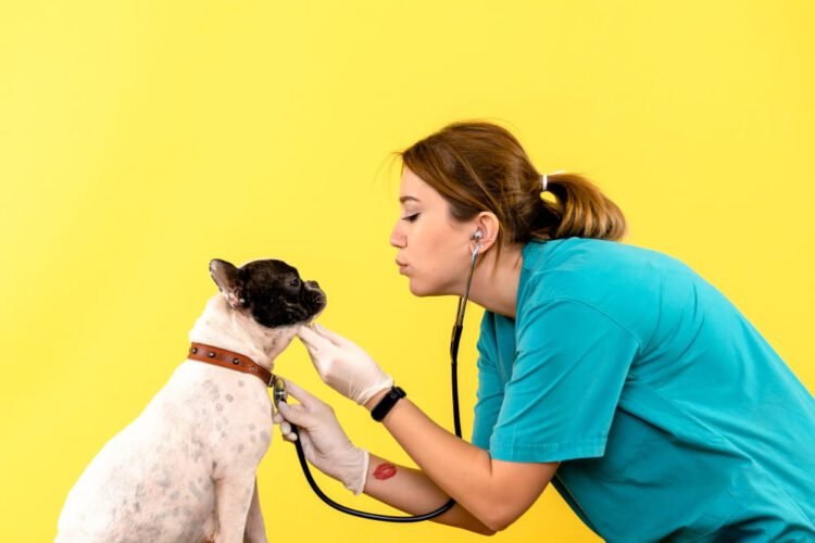 Hydroxyzine Dosage Calculator for Dogs