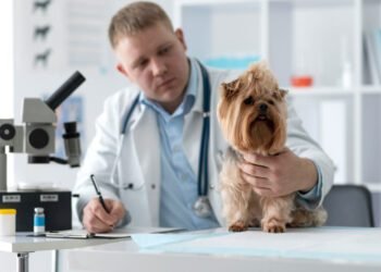 Zofran for Dogs Dosage Calculator