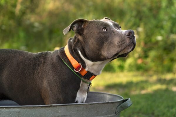 The Ultimate Guide to Pitbulls: Everything You Need to Know - puppadogs.com