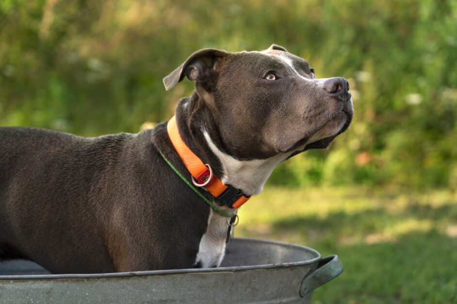 pit bull dog breed