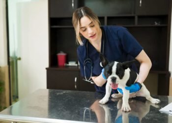 Dog metoclopramide dosage calculator