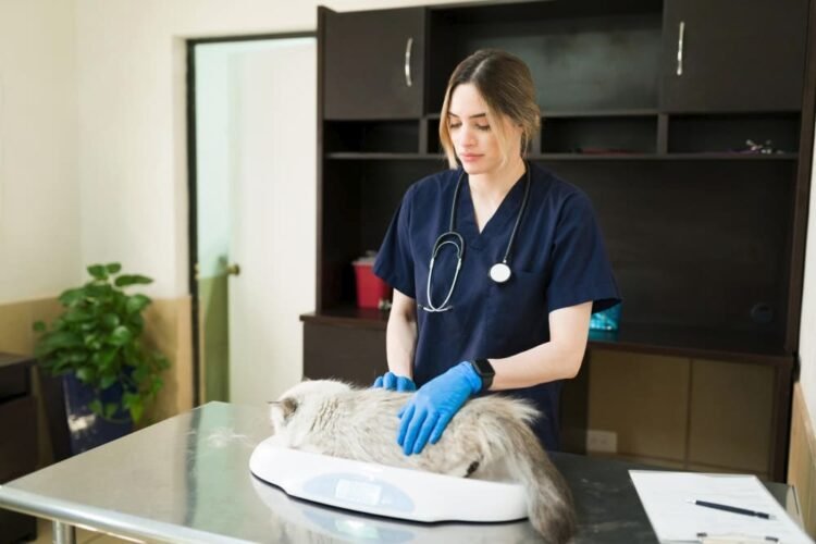 Deramaxx (deracoxib) dosage calculator for dogs