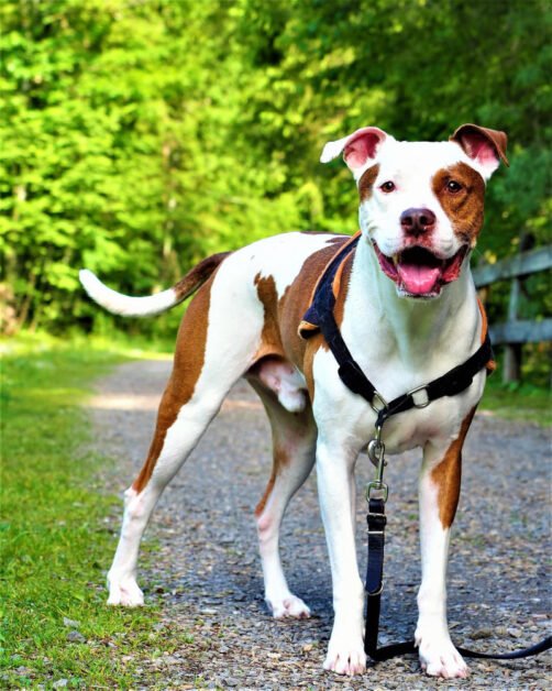 pit bull dog breed