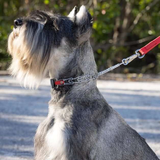 Prong Collar for Dogs