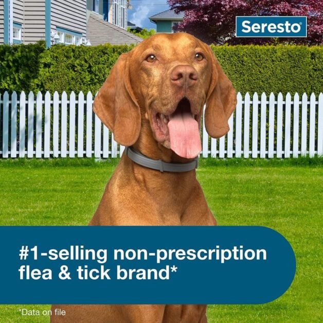 Seresto Flea Collar for dogs review