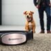 tractive dog collar