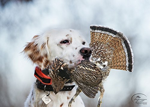 SportDOG Brand UplandHunter 1875 Remote Trainer with Beeper - 1 Mile Range - Waterproof, Rechargeable Dog Training and Tracking Collar with Tone, Vibration, and Static - Audible Beeper up to 500 Yards
