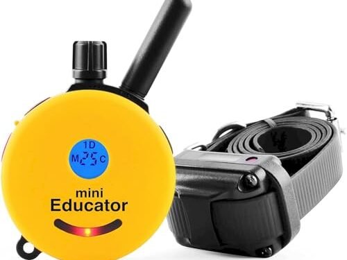 Educator E-Collar Review: Game-Changing Trainer for Small Dogs
