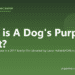 What is A Dog's Purpose about? - PuppaDogs FAQ