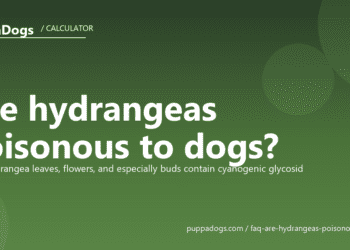 Are hydrangeas poisonous to dogs? - PuppaDogs FAQ