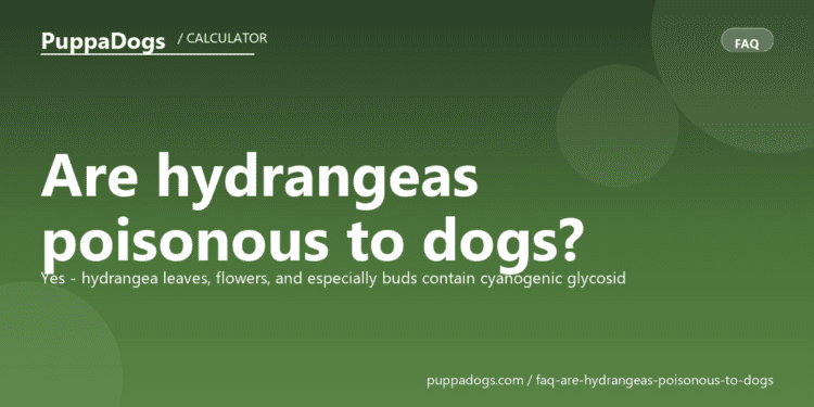 Are hydrangeas poisonous to dogs? - PuppaDogs FAQ