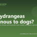 Are hydrangeas poisonous to dogs? - PuppaDogs FAQ