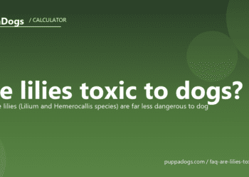 Are lilies toxic to dogs? - PuppaDogs FAQ