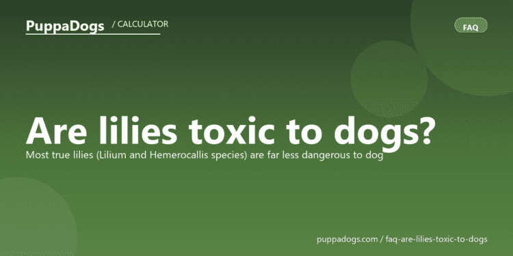 Are lilies toxic to dogs? - PuppaDogs FAQ