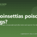 Are poinsettias poisonous to dogs? - PuppaDogs FAQ