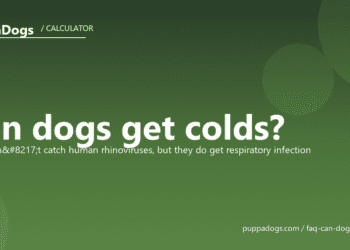 Can dogs get colds? - PuppaDogs FAQ