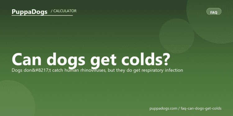 Can dogs get colds? - PuppaDogs FAQ