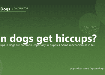Can dogs get hiccups? - PuppaDogs FAQ