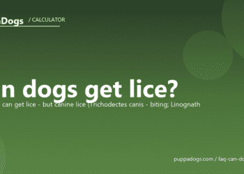 Can dogs get lice? - PuppaDogs FAQ