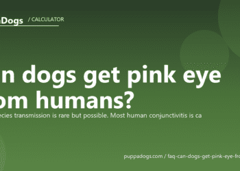 Can dogs get pink eye from humans? - PuppaDogs FAQ