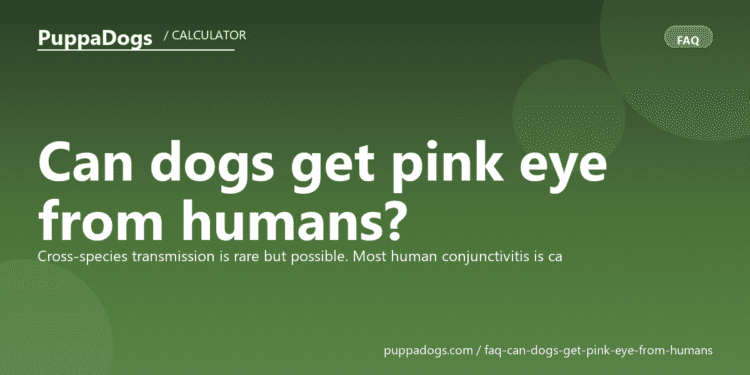 Can dogs get pink eye from humans? - PuppaDogs FAQ