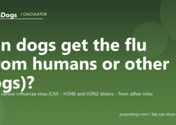 Can dogs get the flu (from humans or other dogs)? - PuppaDogs FAQ