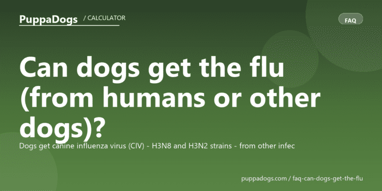 Can dogs get the flu (from humans or other dogs)? - PuppaDogs FAQ