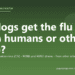 Can dogs get the flu (from humans or other dogs)? - PuppaDogs FAQ