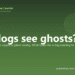 Can dogs see ghosts? - PuppaDogs FAQ