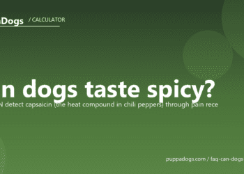 Can dogs taste spicy? - PuppaDogs FAQ