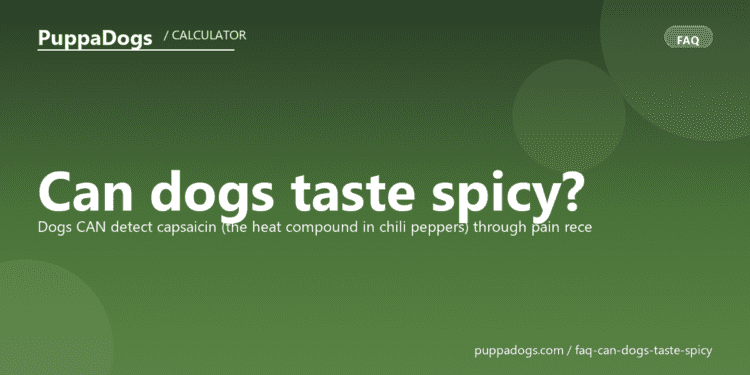 Can dogs taste spicy? - PuppaDogs FAQ