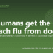 Can humans get the stomach flu from dogs? - PuppaDogs FAQ