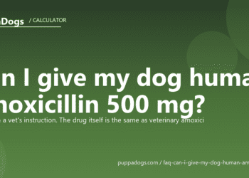 Can I give my dog human amoxicillin 500 mg? - PuppaDogs FAQ