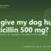 Can I give my dog human amoxicillin 500 mg? - PuppaDogs FAQ