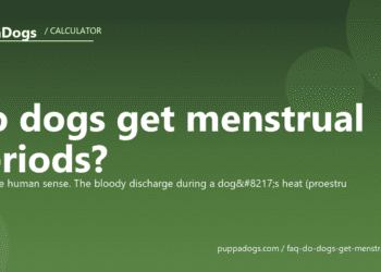 Do dogs get menstrual periods? - PuppaDogs FAQ