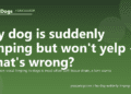 My dog is suddenly limping but won't yelp - what's wrong? - PuppaDogs FAQ