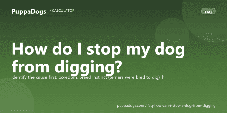 How do I stop my dog from digging? - PuppaDogs FAQ