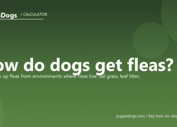 How do dogs get fleas? - PuppaDogs FAQ