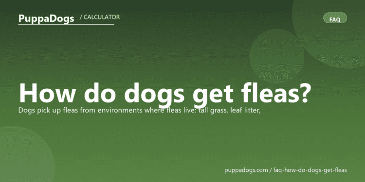 How do dogs get fleas? - PuppaDogs FAQ