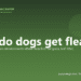 How do dogs get fleas? - PuppaDogs FAQ