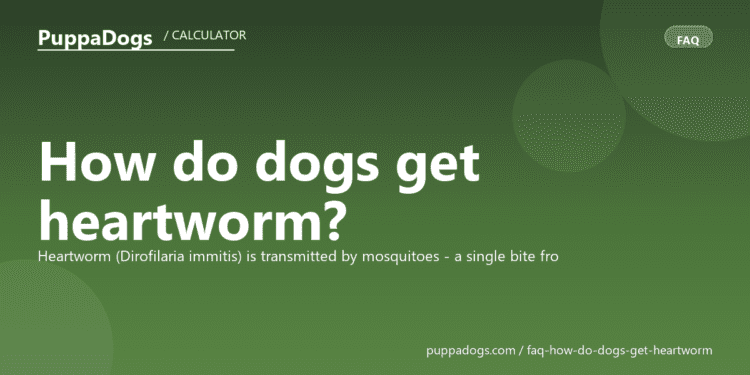 How do dogs get heartworm? - PuppaDogs FAQ