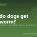 How do dogs get heartworm? - PuppaDogs FAQ