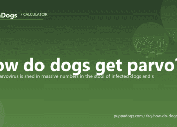 How do dogs get parvo? - PuppaDogs FAQ