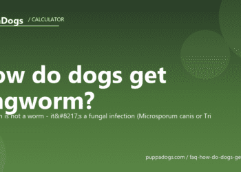 How do dogs get ringworm? - PuppaDogs FAQ