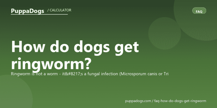 How do dogs get ringworm? - PuppaDogs FAQ