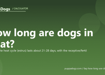 How long are dogs in heat? - PuppaDogs FAQ