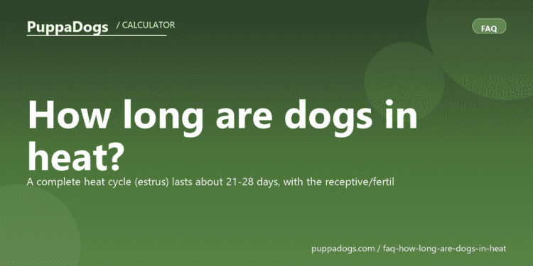 How long are dogs in heat? - PuppaDogs FAQ