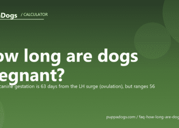 How long are dogs pregnant? - PuppaDogs FAQ
