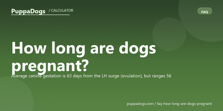 How long are dogs pregnant? - PuppaDogs FAQ